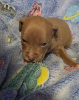 Lady bug , a female American Bully for sale in Mc Clure, OH – 1 of 1