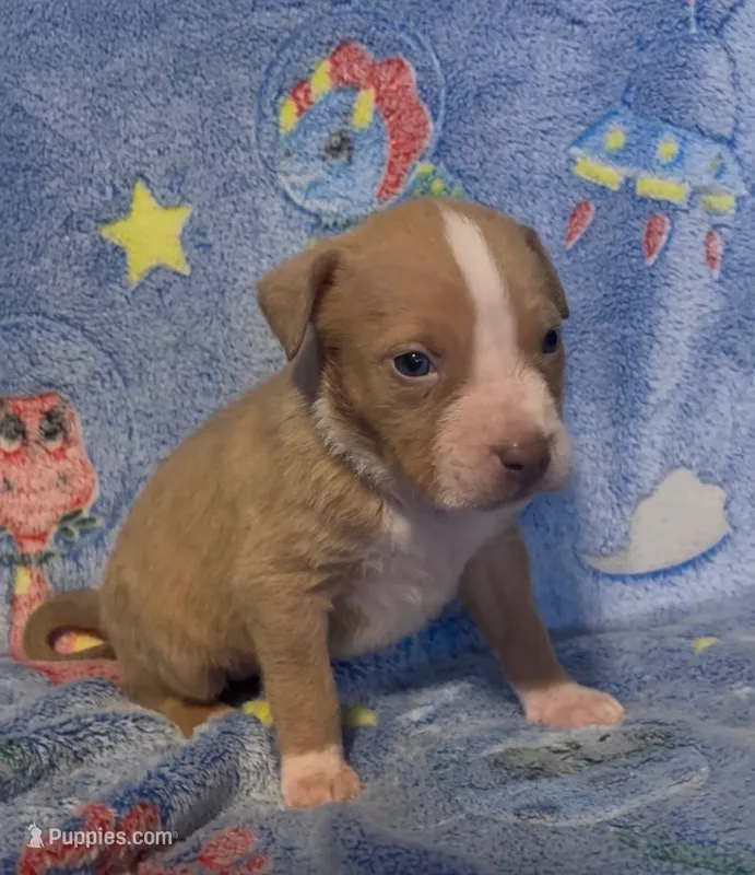 lil Debbie  – American Bully puppy for sale in Mc Clure, OH