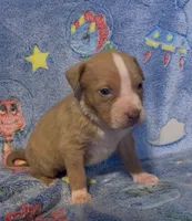 lil Debbie , a female American Bully for sale in Mc Clure, OH – 1 of 1