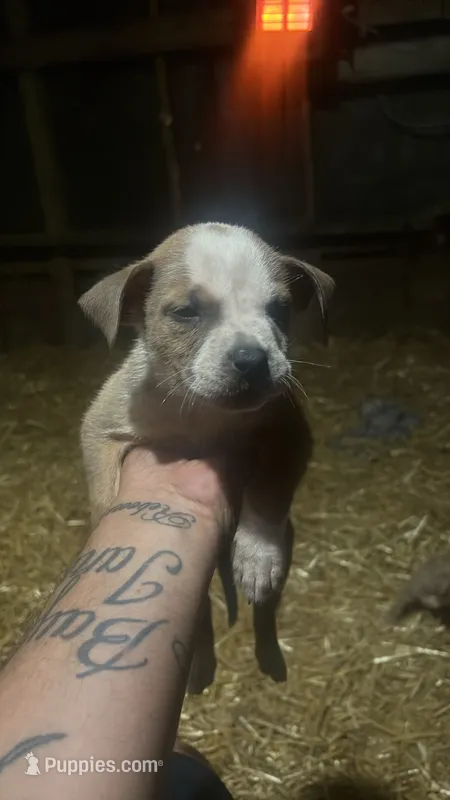 Carlos  – American Bully puppy for sale in Mc Clure, OH