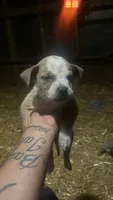 Carlos , a male American Bully for sale in Mc Clure, OH – 1 of 3
