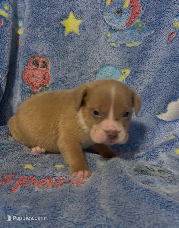 Dallas  – American Bully puppy for sale in Mc Clure, OH