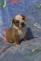 Carlos , a male American Bully for sale in Mc Clure, OH – 1 of 1
