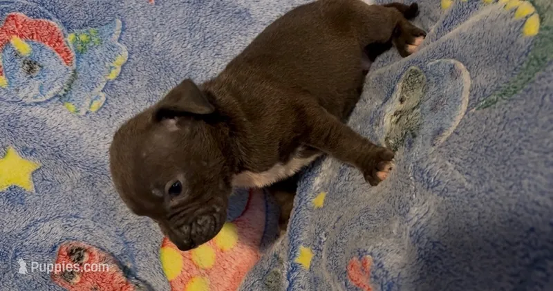 Juanita  – American Bully puppy for sale in Mc Clure, OH