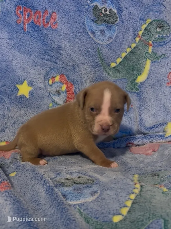 Yoda  – American Bully puppy for sale in Mc Clure, OH
