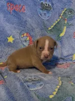 Yoda , a male American Bully for sale in Mc Clure, OH – 1 of 1