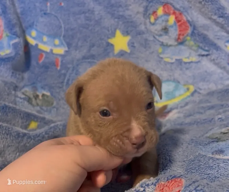 Obi won  – American Bully puppy for sale in Mc Clure, OH