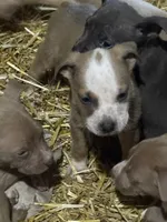 Carlos , a male American Bully for sale in Mc Clure, OH – 2 of 3
