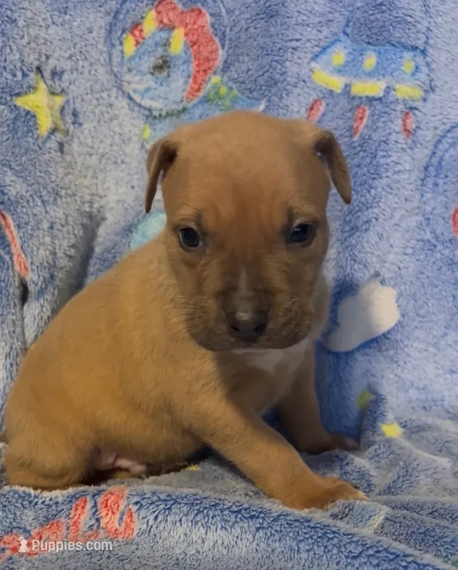 Zoro  – American Bully puppy for sale in Mc Clure, OH