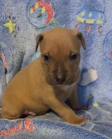 Zoro , a male American Bully for sale in Mc Clure, OH – 1 of 1