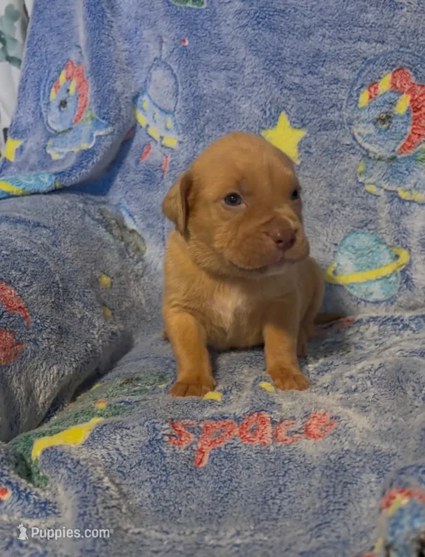 Zero  – American Bully puppy for sale in Mc Clure, OH