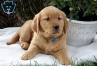 Star, a female Golden Retriever for sale in Bluefield, VA – 2 of 3