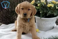 Star, a female Golden Retriever for sale in Bluefield, VA – 1 of 3