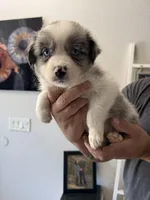 Guinness, a female Australian Shepherd for sale in Brooksville, FL – Photo 3 of 5
