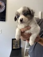 Guinness, a female Australian Shepherd for sale in Brooksville, FL – Photo 5 of 5