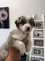 Guinness, a female Australian Shepherd for sale in Brooksville, FL – Photo 4 of 5