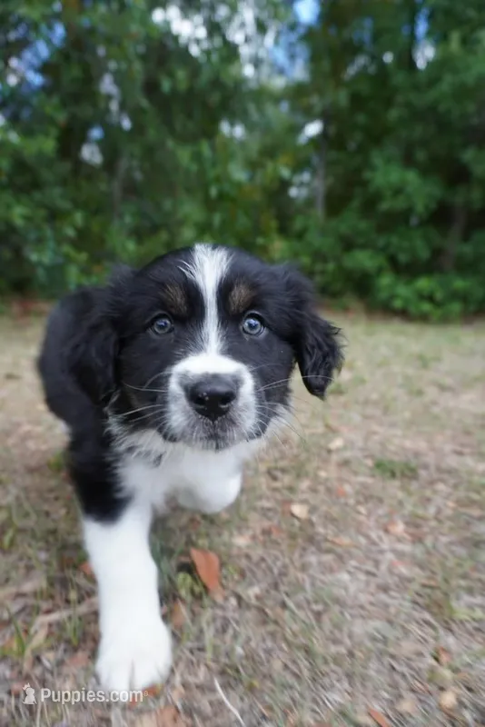 Legend – Australian Shepherd puppy for sale in Brooksville, FL