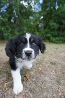 Legend, a male Australian Shepherd for sale in Brooksville, FL – Photo 1 of 3