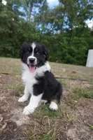 Legend, a male Australian Shepherd for sale in Brooksville, FL – Photo 3 of 3