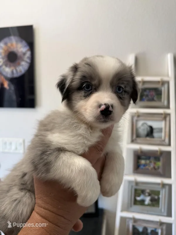 Guinness – Australian Shepherd puppy for sale in Brooksville, FL