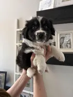 Legend, a male Australian Shepherd for sale in Brooksville, FL – Photo 2 of 3