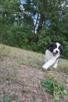 Symphony, a female Australian Shepherd for sale in Brooksville, FL – Photo 3 of 3