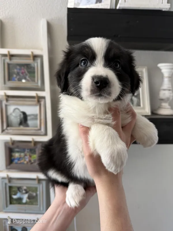 Symphony – Australian Shepherd puppy for sale in Brooksville, FL