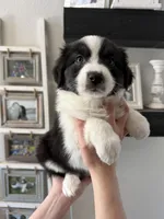Symphony, a female Australian Shepherd for sale in Brooksville, FL – Photo 1 of 3