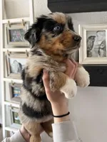 Twix, a female Australian Shepherd for sale in Brooksville, FL – Photo 4 of 4