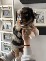 Twix, a female Australian Shepherd for sale in Brooksville, FL – Photo 3 of 4