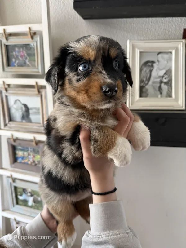 Twix – Australian Shepherd puppy for sale in Brooksville, FL
