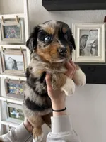 Twix, a female Australian Shepherd for sale in Brooksville, FL – Photo 1 of 4