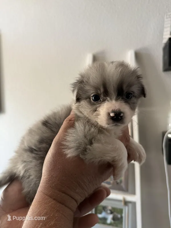 Whiskey – Australian Shepherd puppy for sale in Brooksville, FL
