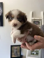 Clover, a female Australian Shepherd for sale in Brooksville, FL – Photo 3 of 4