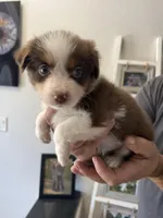Clover, a female Australian Shepherd for sale in Brooksville, FL – Photo 2 of 4