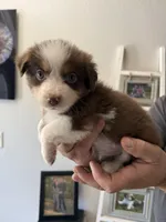 Clover, a female Australian Shepherd for sale in Brooksville, FL – Photo 1 of 4