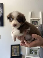 Clover, a female Australian Shepherd for sale in Brooksville, FL – Photo 4 of 4