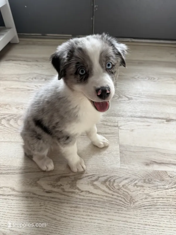 Guinness – Australian Shepherd puppy for sale in Brooksville, FL