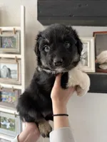 Baby Ruth, a female Australian Shepherd for sale in Brooksville, FL – Photo 3 of 3