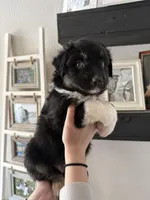 Baby Ruth, a female Australian Shepherd for sale in Brooksville, FL – Photo 1 of 3