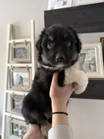 Baby Ruth, a female Australian Shepherd for sale in Brooksville, FL – Photo 2 of 3
