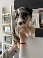 Snickers , a female Australian Shepherd for sale in Brooksville, FL – Photo 4 of 4