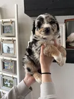 Snickers , a female Australian Shepherd for sale in Brooksville, FL – Photo 2 of 4