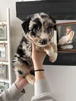 Snickers , a female Australian Shepherd for sale in Brooksville, FL – Photo 3 of 4
