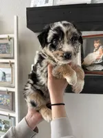 Snickers , a female Australian Shepherd for sale in Brooksville, FL – Photo 1 of 4