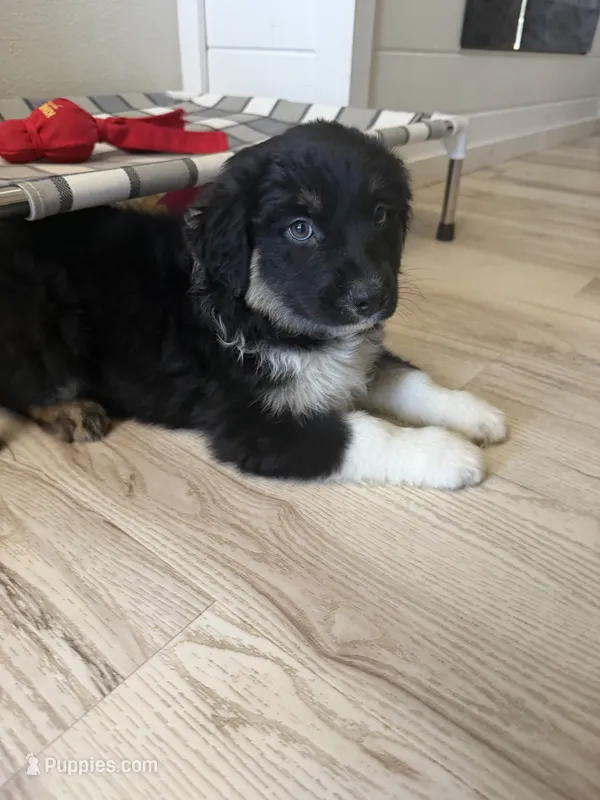Baby Ruth – Australian Shepherd puppy for sale in Brooksville, FL
