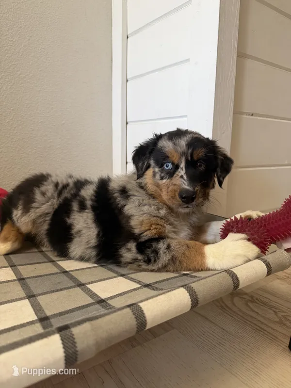Twix – Australian Shepherd puppy for sale in Brooksville, FL