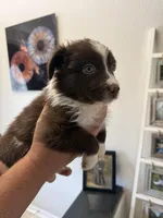 Olive, a female Australian Shepherd for sale in Brooksville, FL – Photo 3 of 4