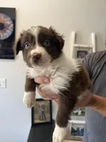 Olive, a female Australian Shepherd for sale in Brooksville, FL – Photo 1 of 4