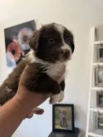 Olive, a female Australian Shepherd for sale in Brooksville, FL – Photo 2 of 4